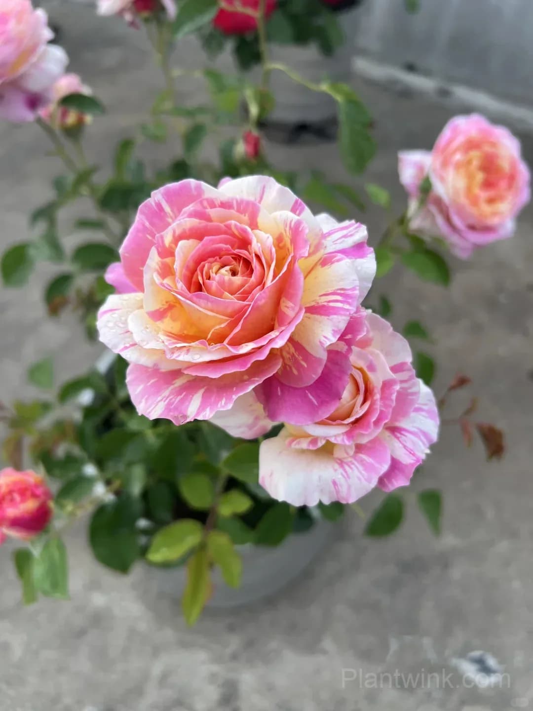 Monet Rose Seeds – Pink & Yellow Striped Roses for Garden, Patio & Home Growing - View 7