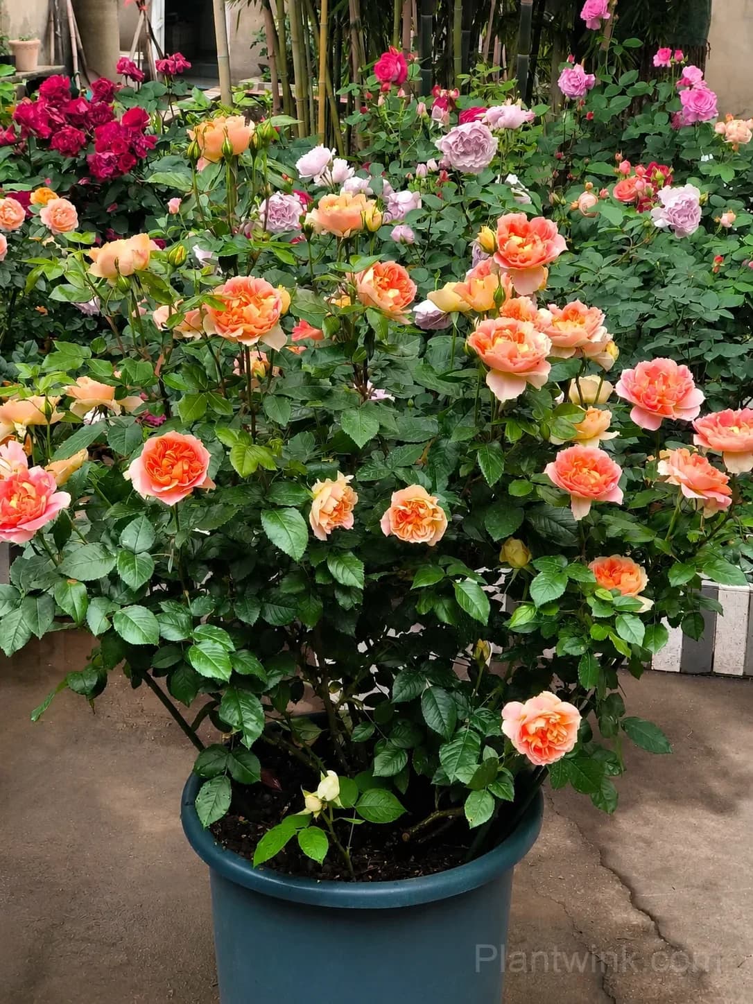 Pumpkin Orange Rose Seeds – Vibrant Orange Blooms, Easy to Grow & Fragrant - Alt