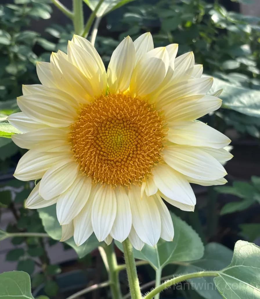 White Moonlight Sunflower Seeds – Elegant White Blooms, Easy to Grow & High Germination - View 5