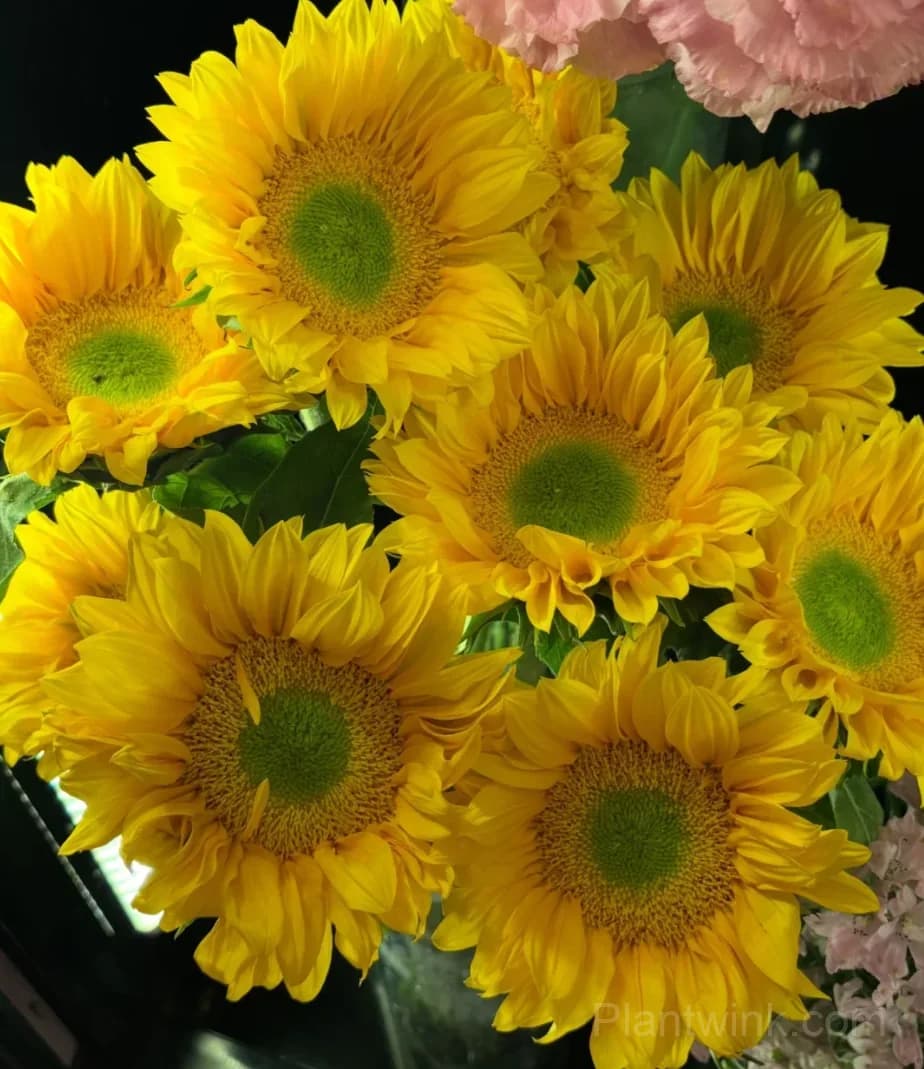 Green Center Sunflower Seeds – Unique Yellow Blooms, Easy to Grow & High Germination - View 2