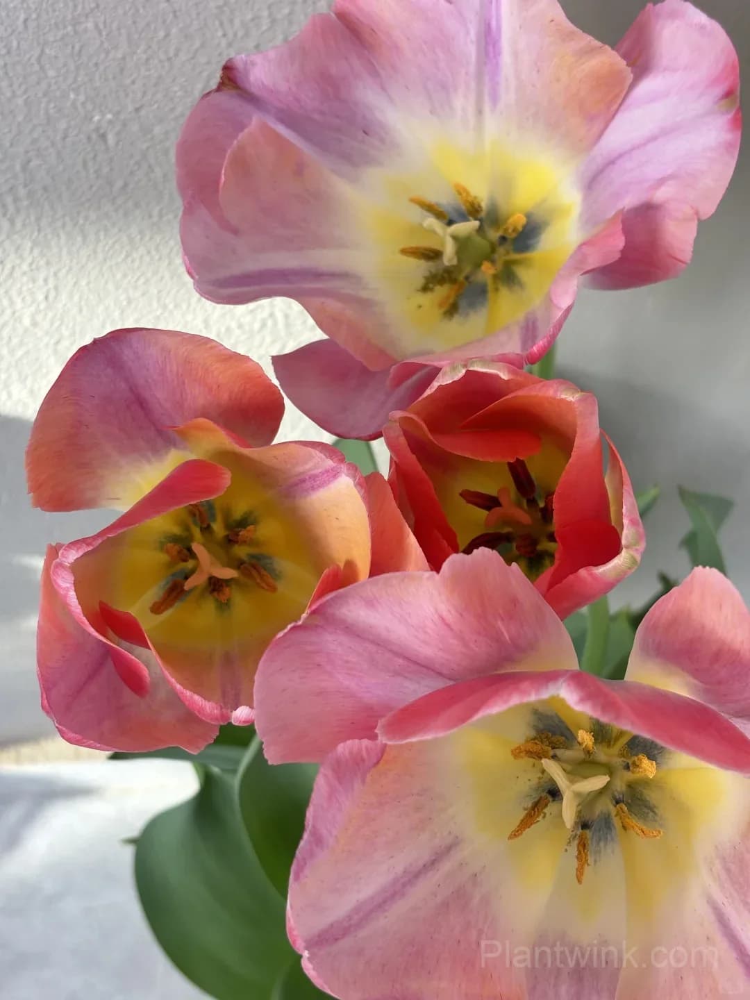 Peach Pink Tulip Bulbs – Coral Orange Flowering Tulips for Garden, Pots & Patio - View 10