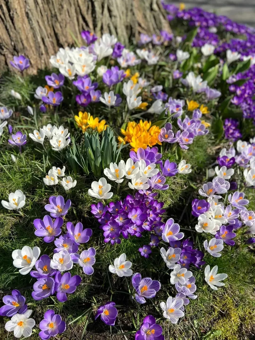 Crocus Bulbs – Colorful Spring Flowers for Garden, Pots & Landscaping - Main