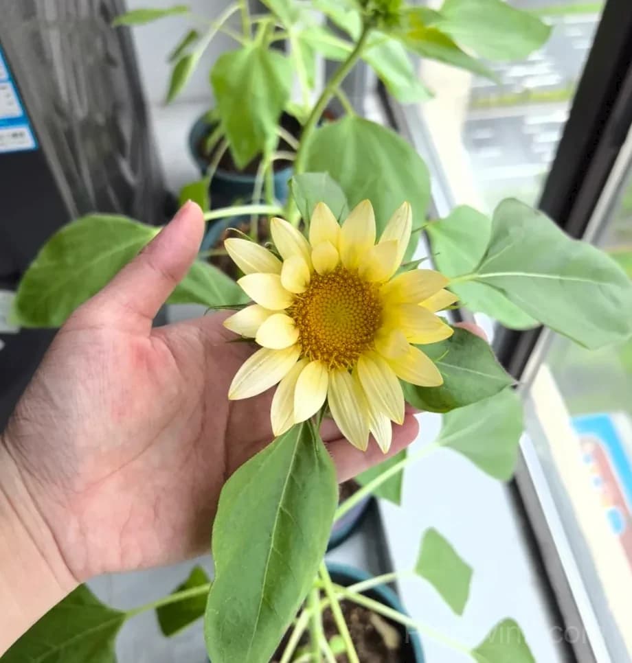 Cream Sunflower Seeds – Soft Yellow Blooms, Easy to Grow & High Germination - View 5