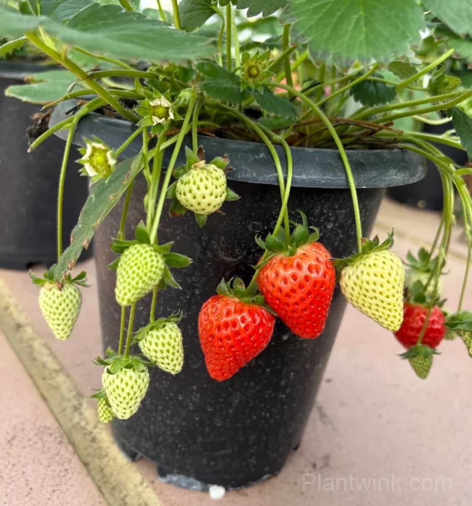 Everbearing Strawberry Seeds – Sweet Strawberries for Home Garden & Easy Growing - View 6