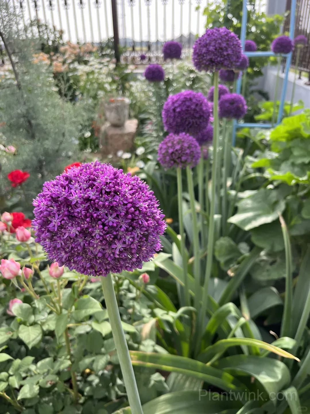 Allium Giganteum Bulbs – Giant Purple Globe Flowers for Garden Borders, Containers & Dried Floral Displays - View 5