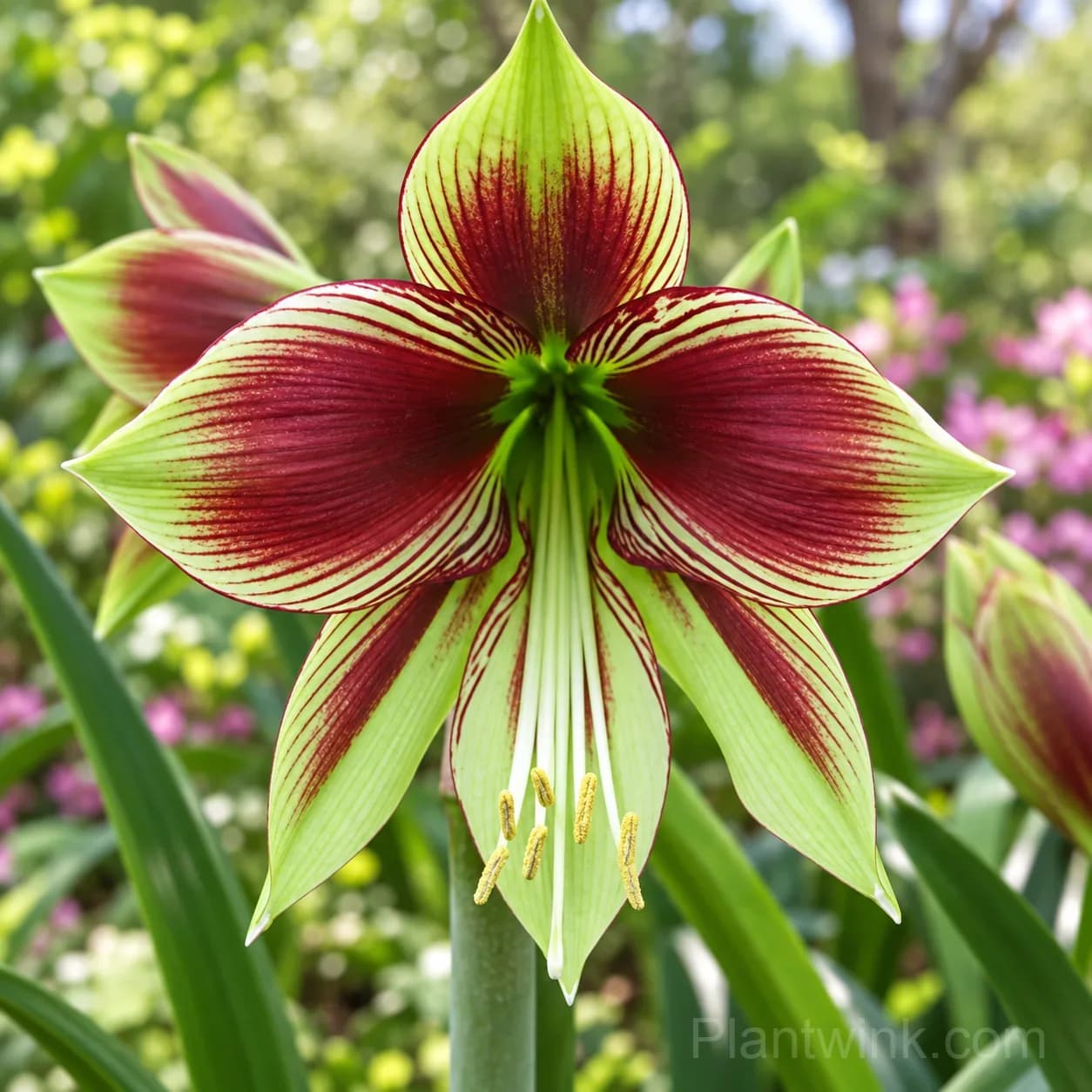 Rare Amaryllis Bulbs - Alt