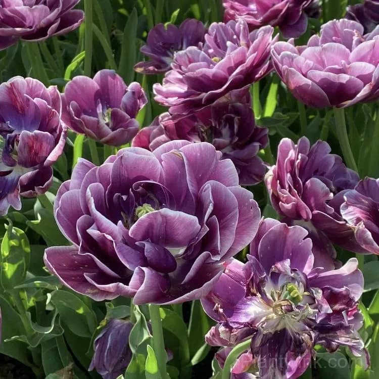 Purple & White Double Tulip Bulbs – Elegant Spring Blooms for Garden & Home - View 3