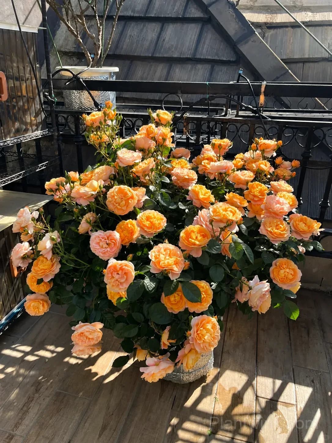 Orange Patio Rose Seeds – Vibrant Blooms, Compact Growth & Easy to Grow - View 6
