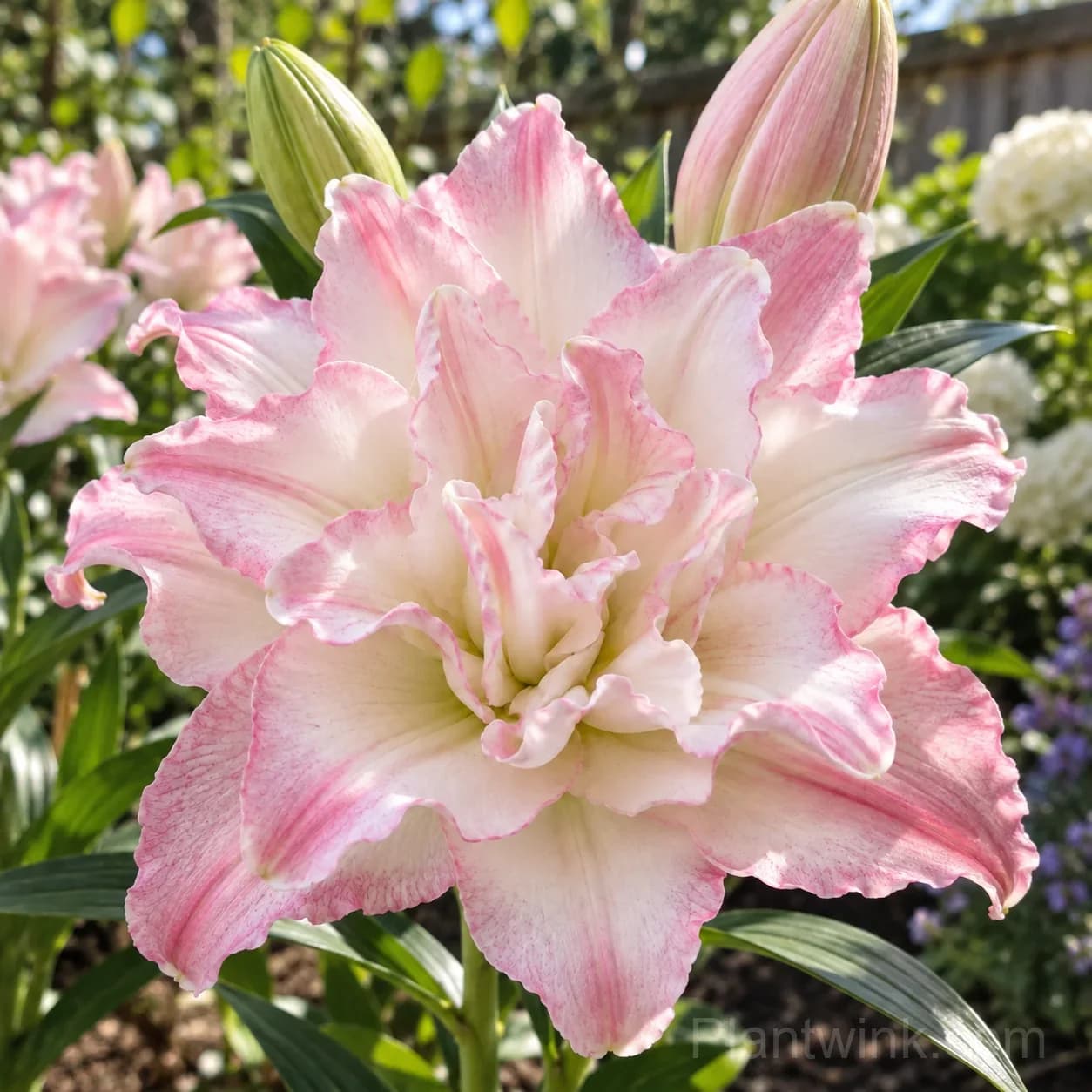 Rare Double Lily Bulbs – 6 Stunning Varieties in One Beautiful Collection - View 3