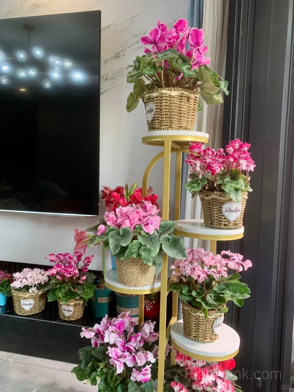 Cyclamen Bulbs– Easy-to-Grow Winter Bloomers for Indoor Pots, Balcony Planters & Holiday Decor - Alt