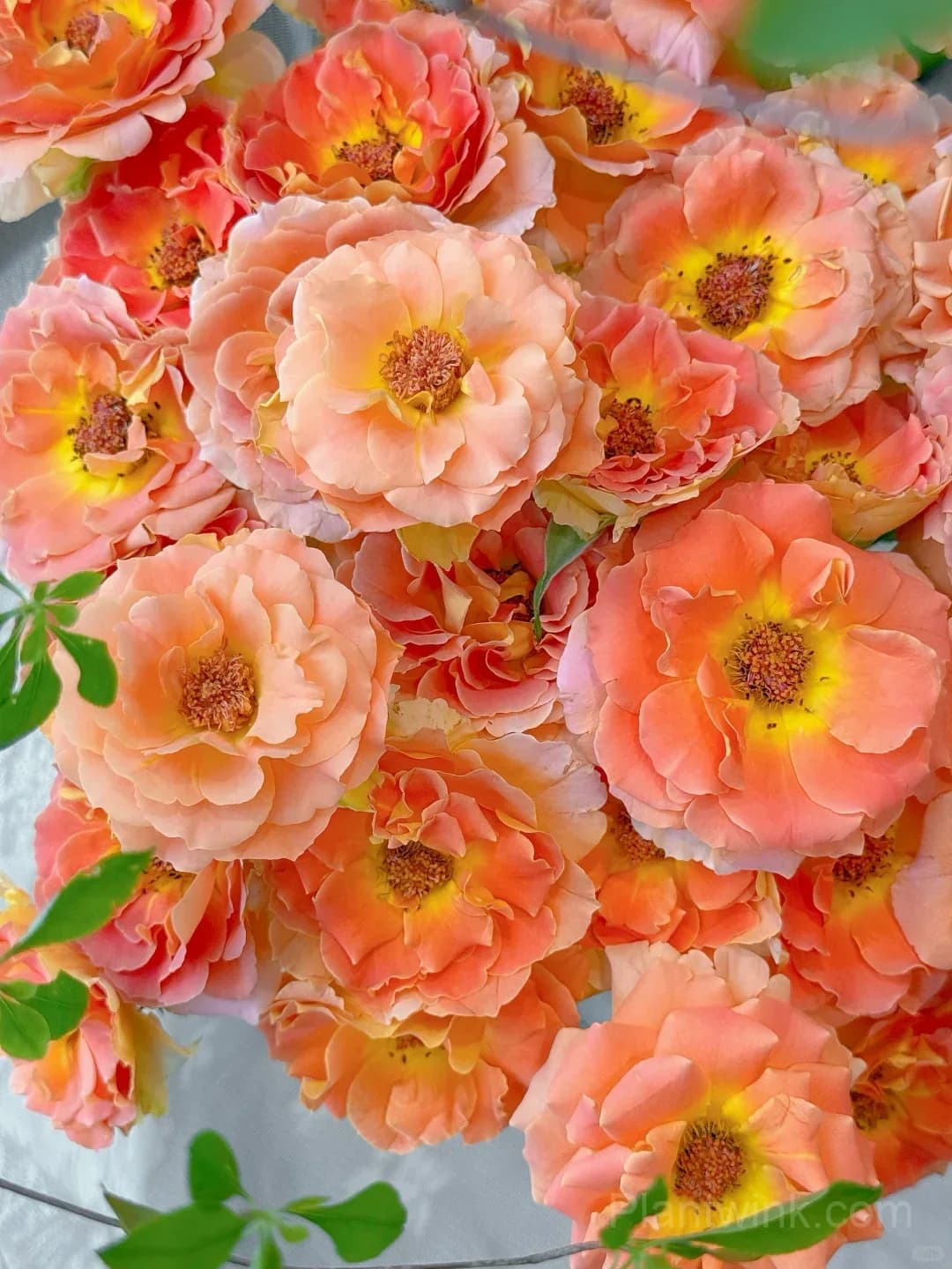 Brass Band Rose Seeds - Award-Winning Apricot Orange Floribunda, Disease Resistant Garden Flower - Main