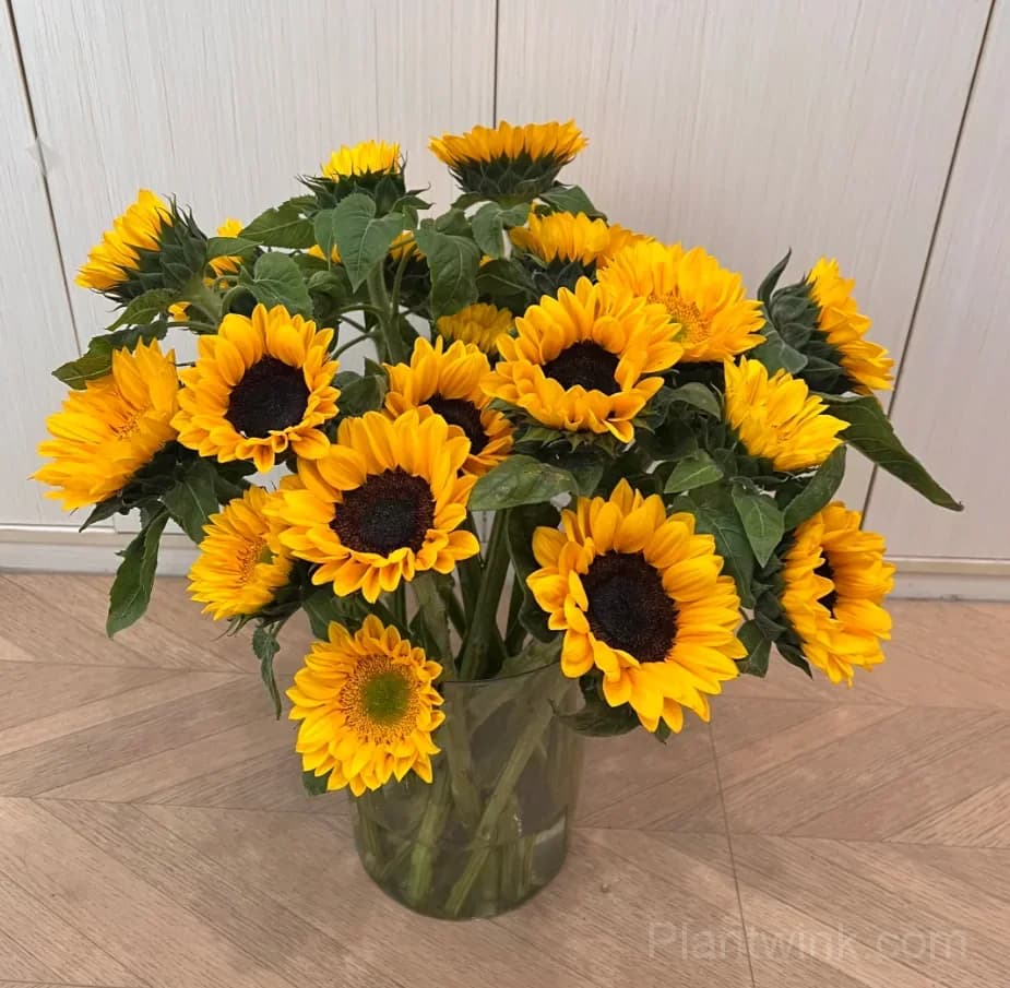 Black Center Sunflower Seeds – Giant Yellow Blooms, Easy to Grow & High Germination - View 3
