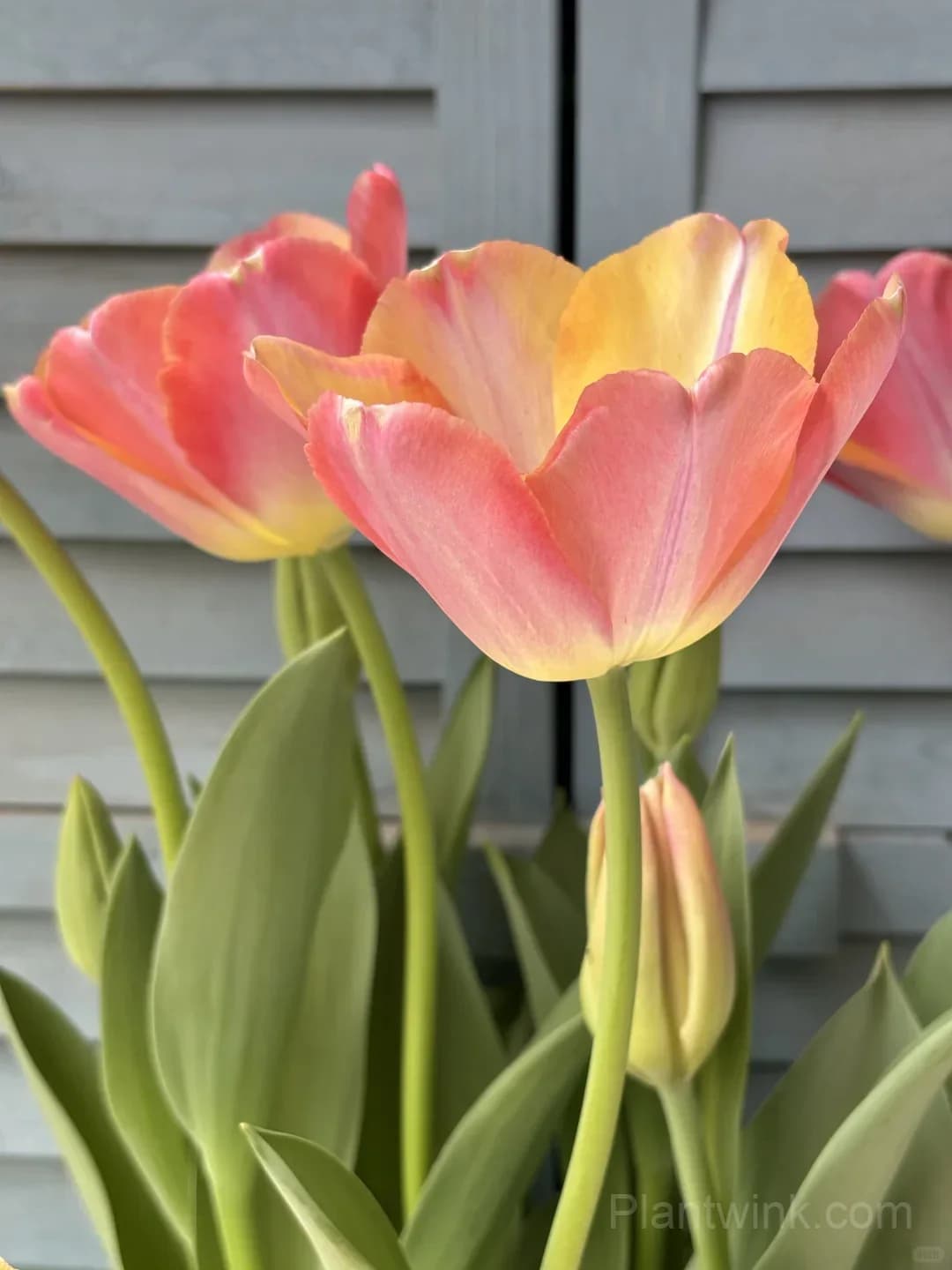 Peach Pink Tulip Bulbs – Coral Orange Flowering Tulips for Garden, Pots & Patio - Main