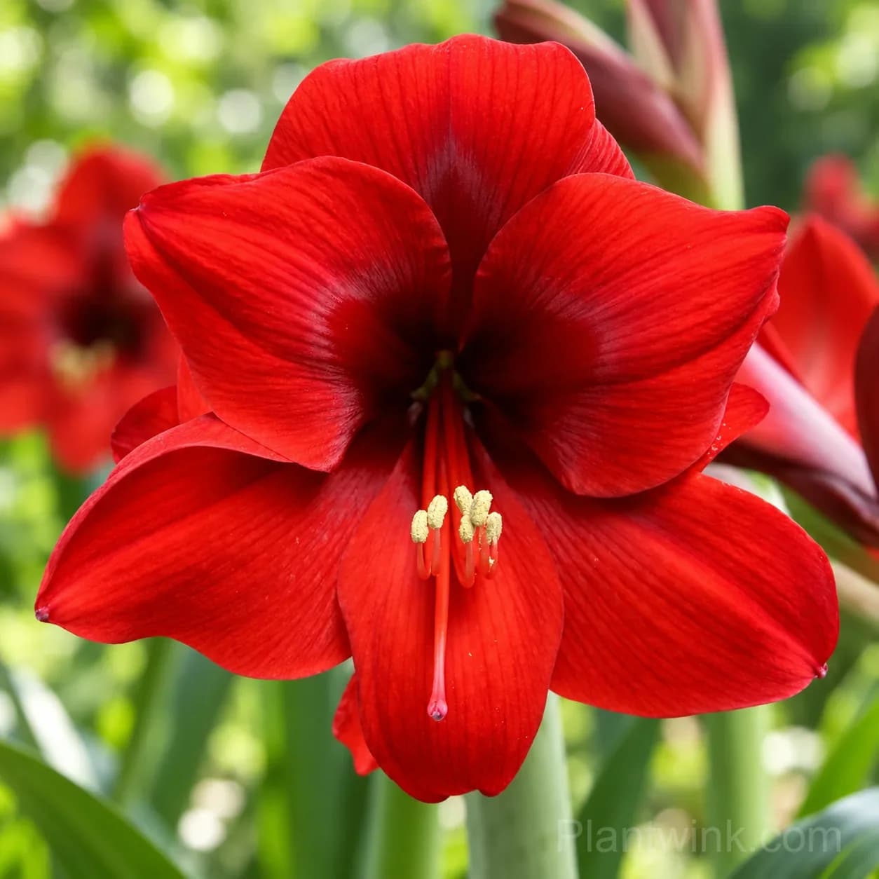 Rare Amaryllis Bulbs - View 6