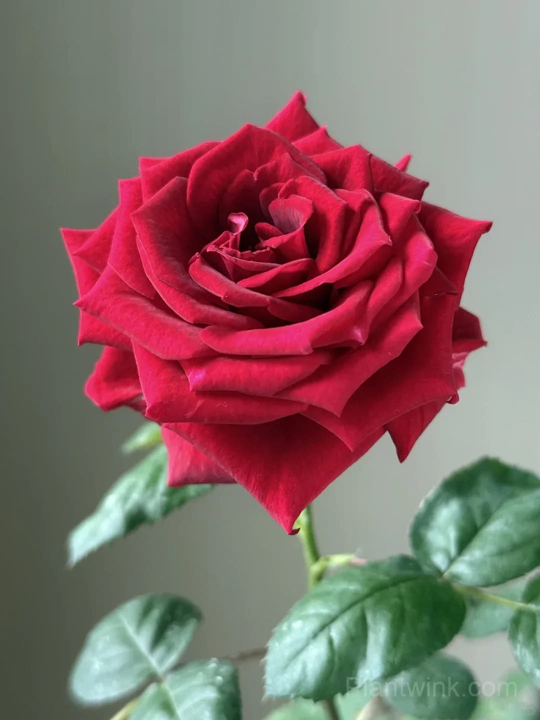 Red Velvet Rose Seeds - Dark Red Hybrid Tea Cut Flower, Velvet Petals & Long Vase Life - View 1