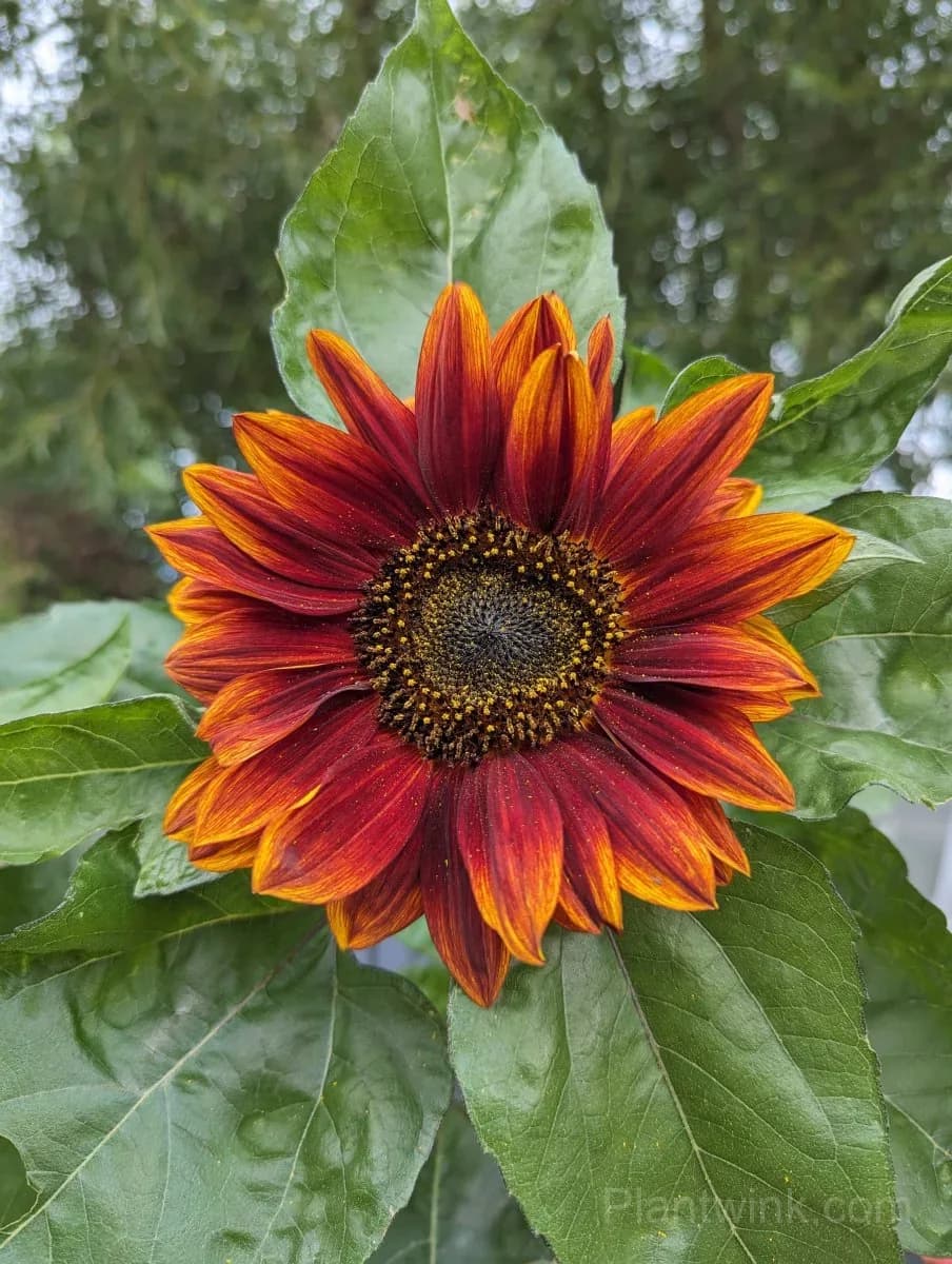 Velvet Queen Sunflower Seeds – Deep Red Blooms, Easy to Grow & High Germination - View 3