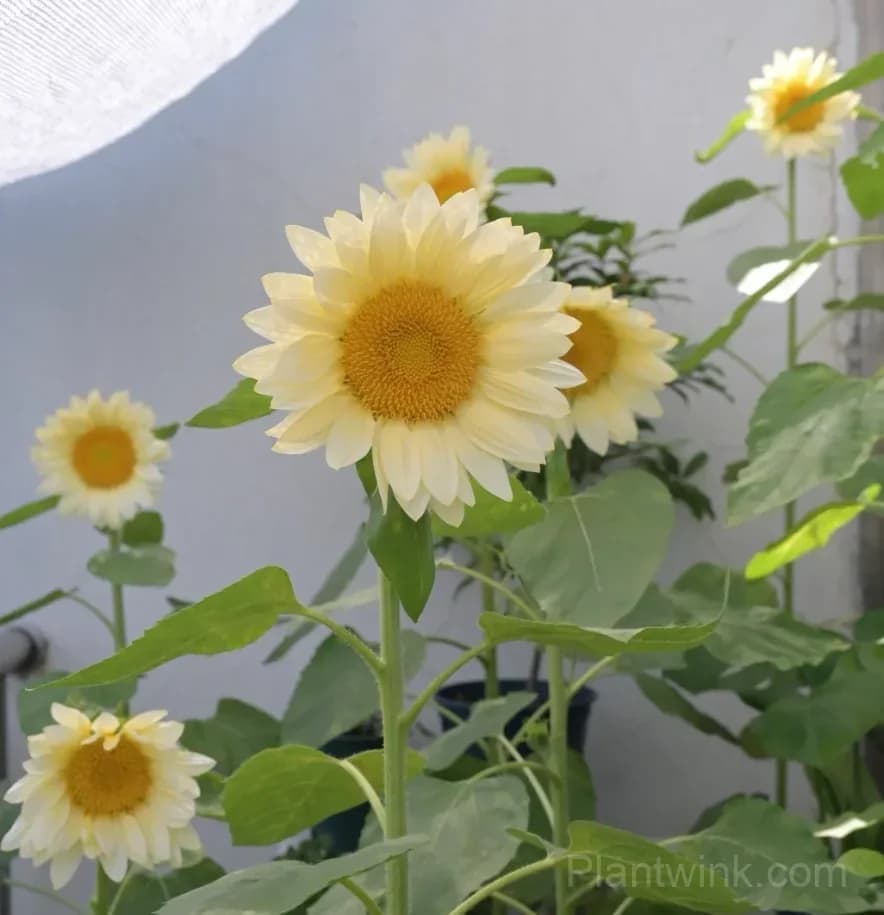 Cream Sunflower Seeds – Soft Yellow Blooms, Easy to Grow & High Germination - View 2