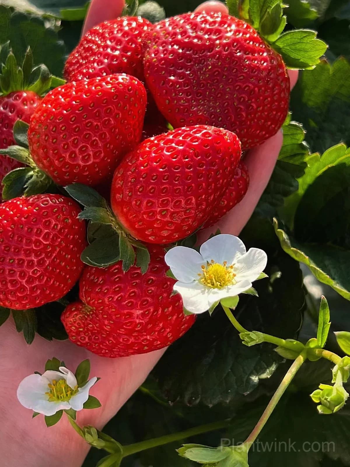 Everbearing Strawberry Seeds – Sweet Strawberries for Home Garden & Easy Growing - View 5