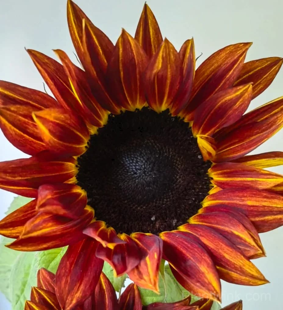 Painted Sunflower Seeds – Multicolor Blooms, Easy to Grow & High Germination - View 4