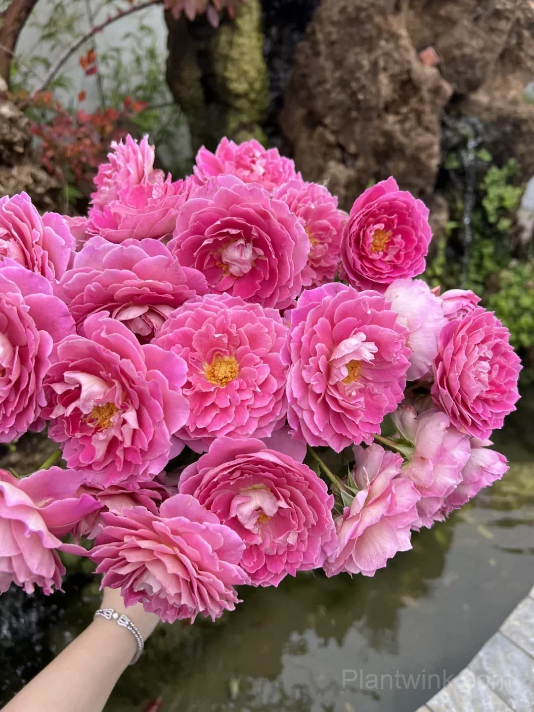 Ruffled Pink Rose Seeds – Large Double Roses for Garden, Patio & Home Growing - Main