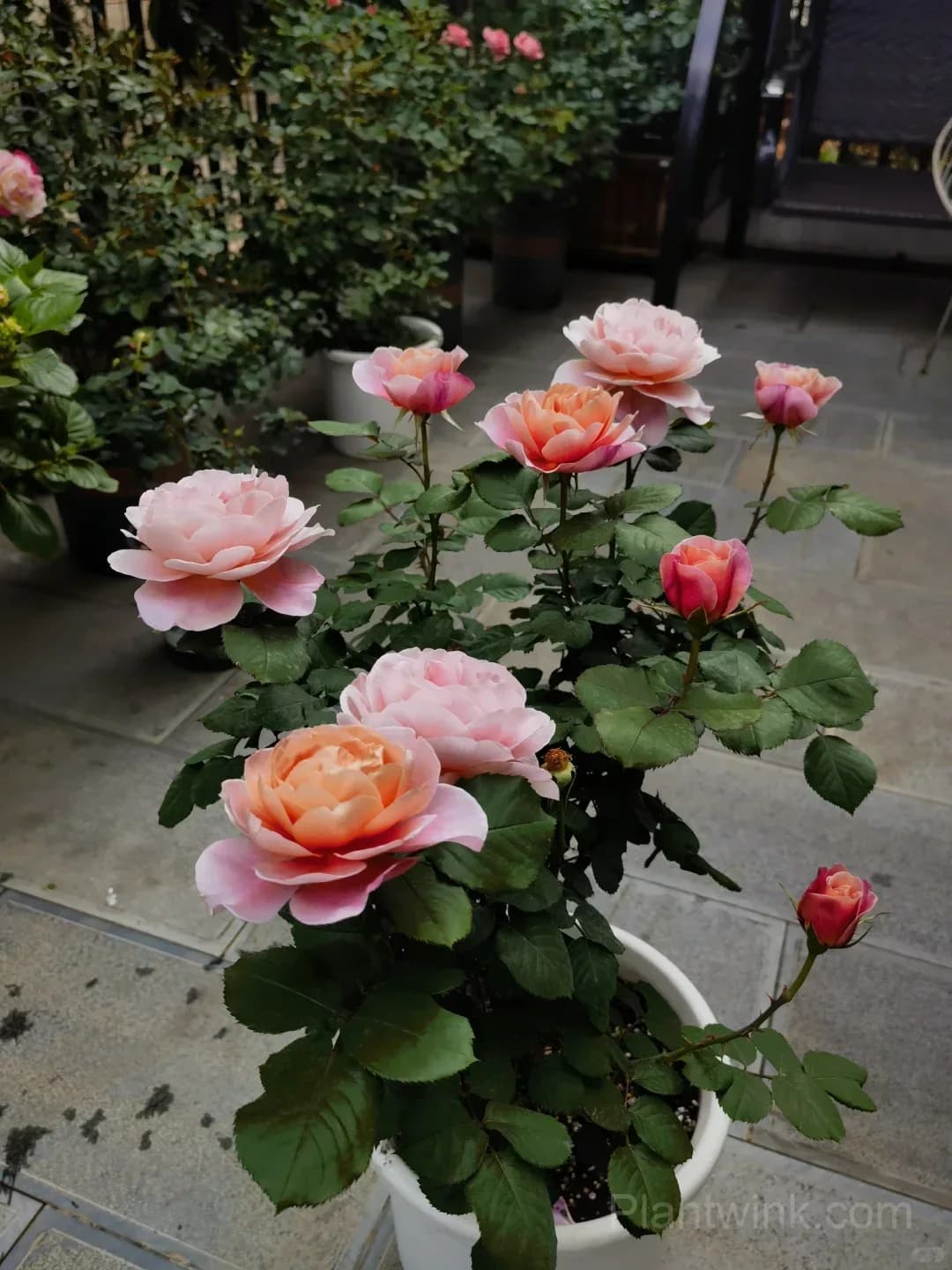 Distant Drums Rose Seeds - Rare Color-Changing Mauve & Bronze Shrub, Strong Myrrh Fragrance - View 7
