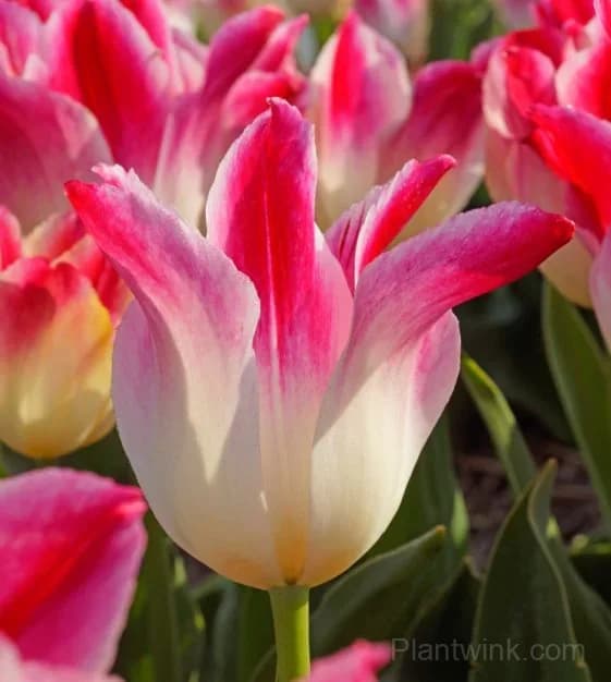 Marilyn Tulip Bulbs, Pink & White Lily-Flowered Tulips for Garden & Patio - View 5