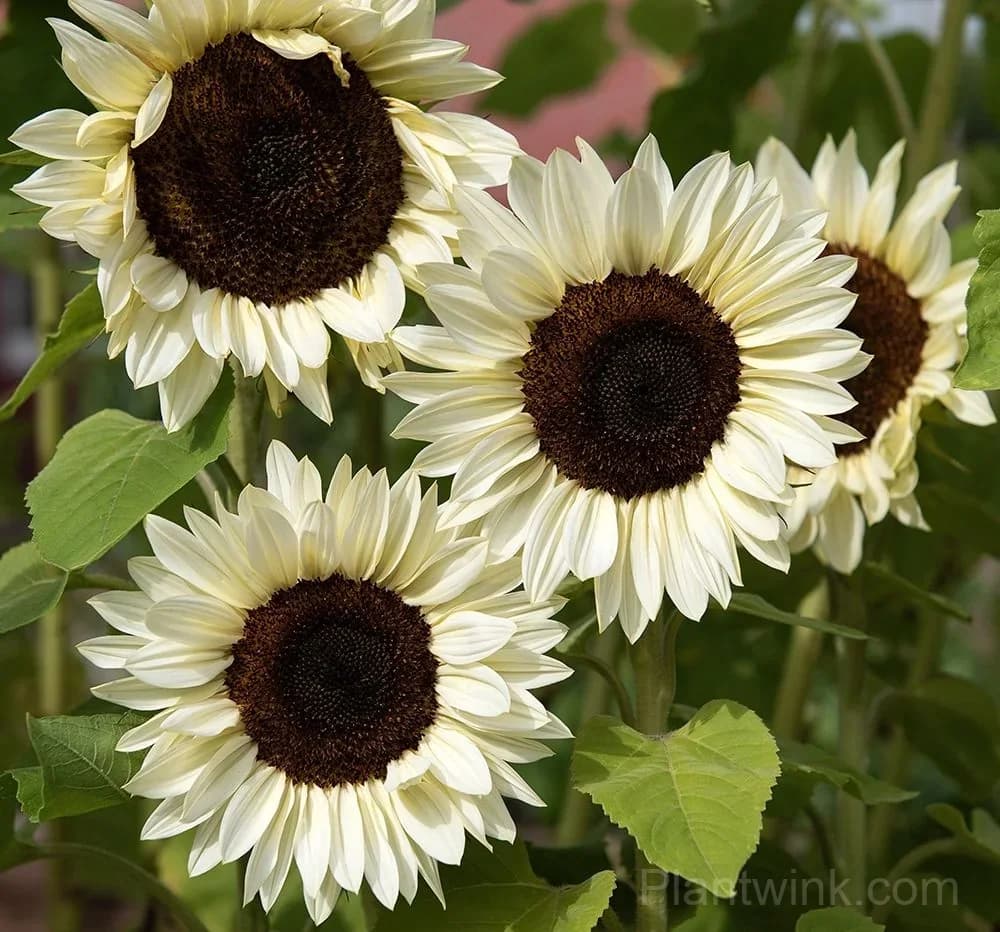 White Lover Sunflower Seeds – Elegant White Blooms, Easy to Grow & High Germination - View 3