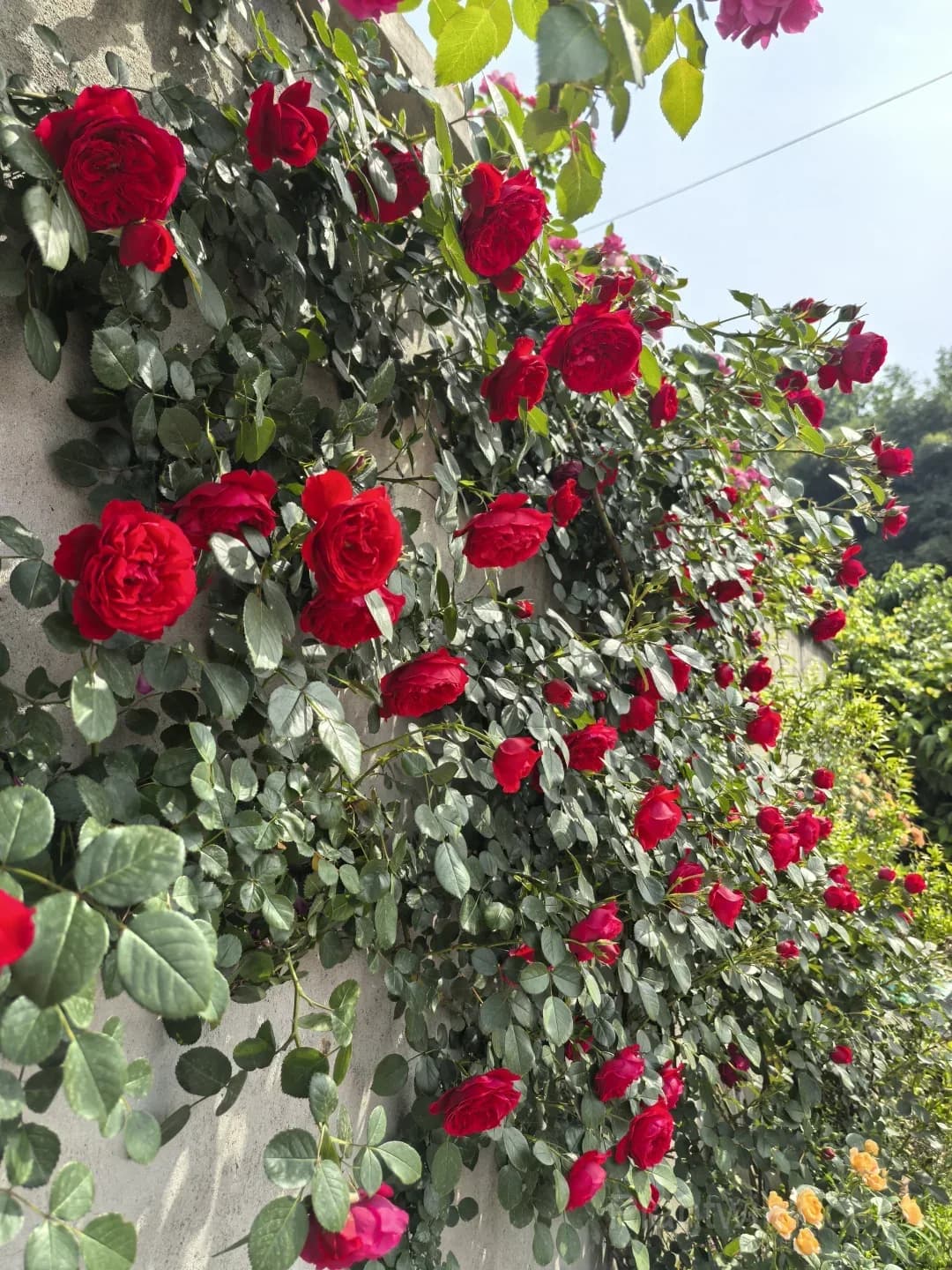 Florentina Rose Seeds – Climbing Red Roses for Garden, Trellis & Home Growing - View 4