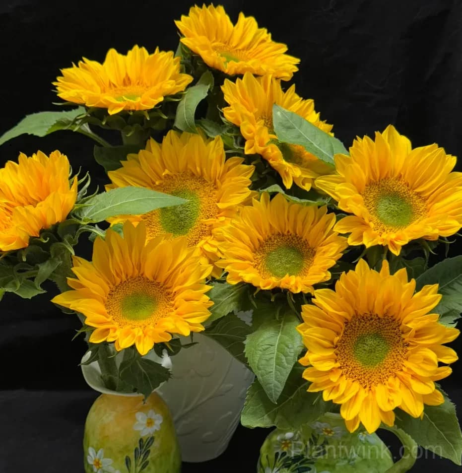 Green Center Sunflower Seeds – Unique Yellow Blooms, Easy to Grow & High Germination - View 3