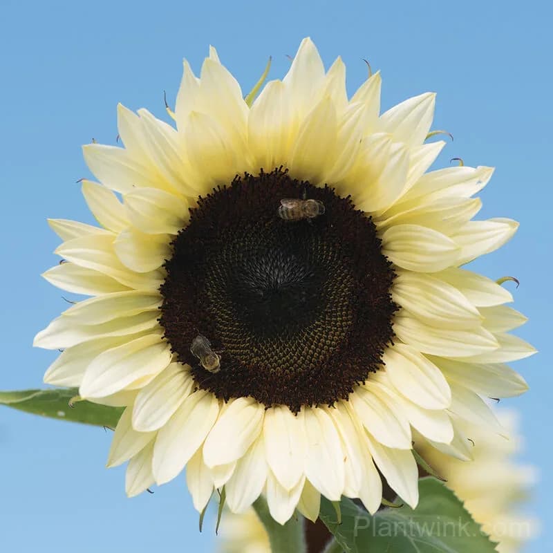 White Lover Sunflower Seeds – Elegant White Blooms, Easy to Grow & High Germination - Main
