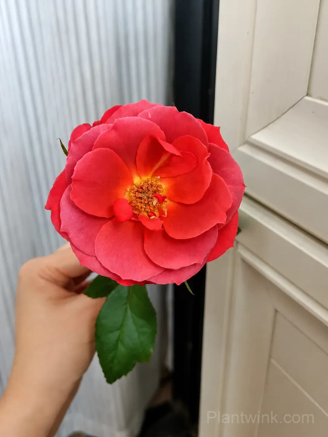 Dark Red Rose Seeds – Unique Deep Red Blooms, Easy to Grow & Beautiful - View 2