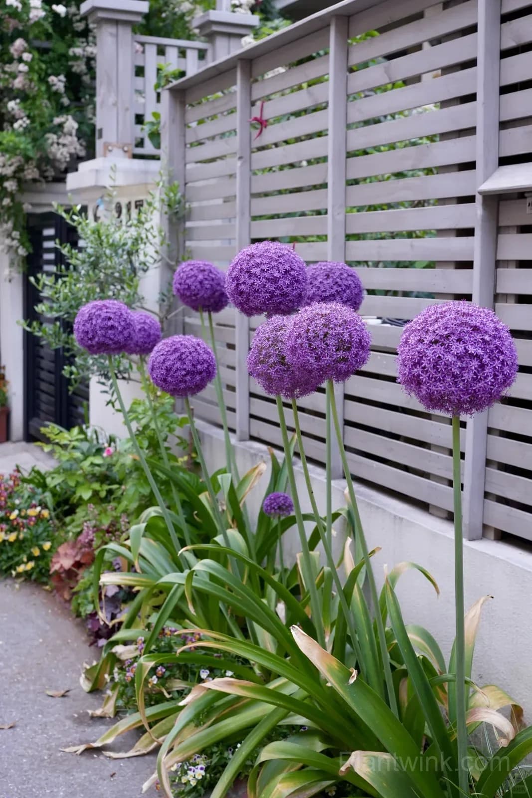 Allium Giganteum Bulbs – Giant Purple Globe Flowers for Garden Borders, Containers & Dried Floral Displays - Main