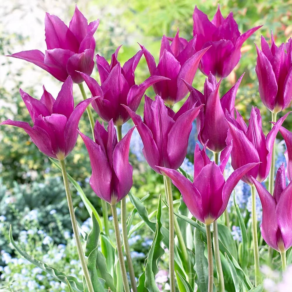 Purple Lily-Flowered Tulip Bulbs – Elegant Pointed Petals - Main