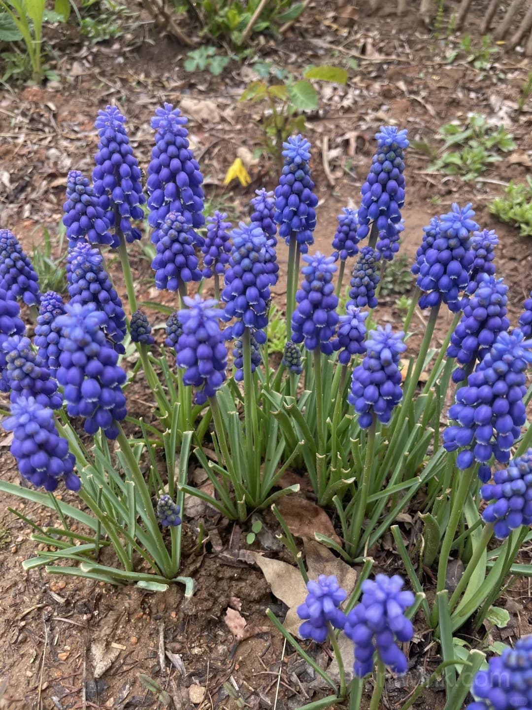 Grape Hyacinth Bulbs (Muscari) – Fragrant Blue Spring Flowers for Garden, Pots & Borders - Alt