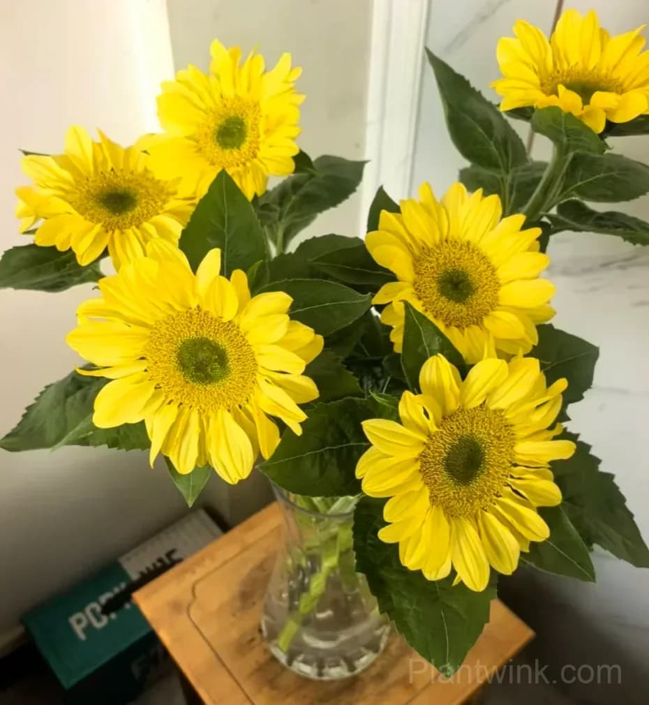 Lemon Yellow Sunflower Seeds – Bright Blooms, Easy to Grow & High Germination - Main