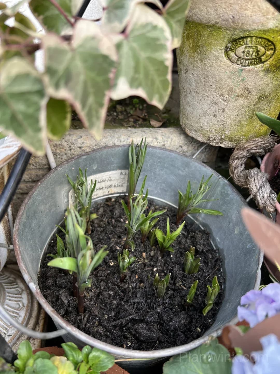 Fritillaria Thunbergii Bulbs – Rare Bell-Shaped Checkered Flowers for Woodland Gardens, Containers & Naturalized Landscapes - View 7