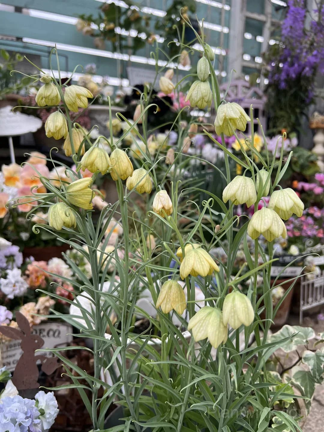 Fritillaria Thunbergii Bulbs – Rare Bell-Shaped Checkered Flowers for Woodland Gardens, Containers & Naturalized Landscapes - Main