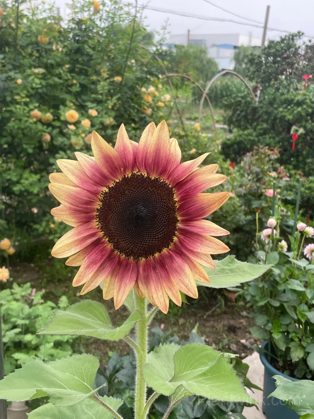 Lemon Blush Sunflower Seeds – Unique Yellow & Red Flowers for Garden & Home Growing - View 3