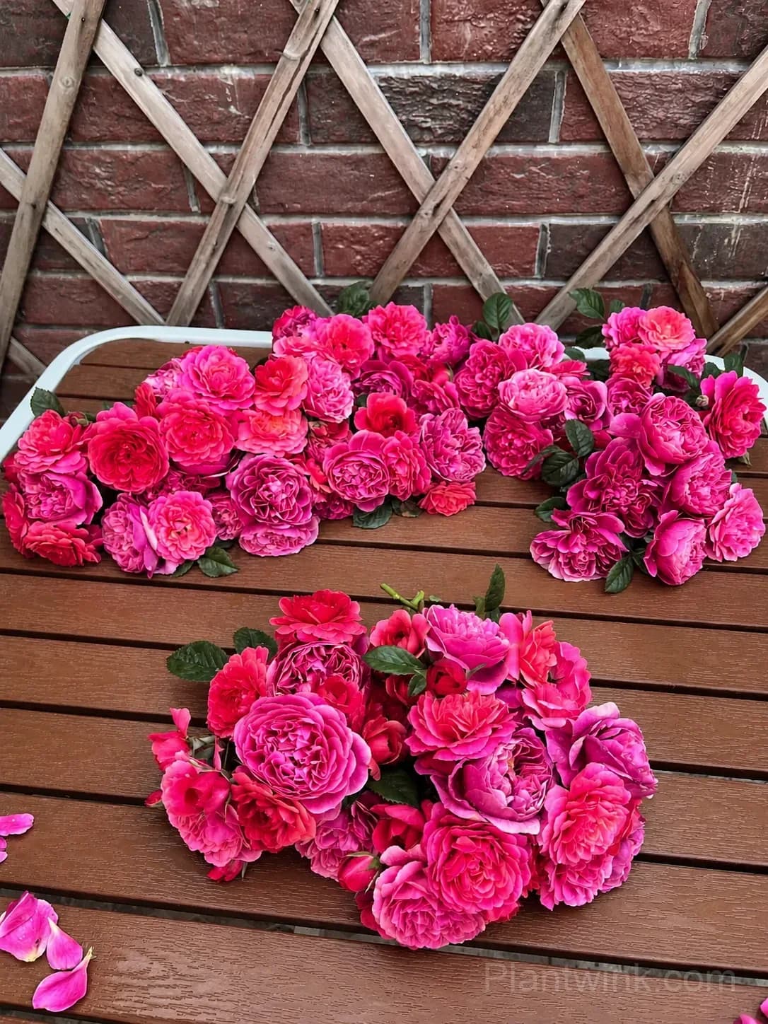 Vibrant Pink Patio Rose Seeds – Compact Growth, Beautiful Blooms & Easy to Grow - View 4