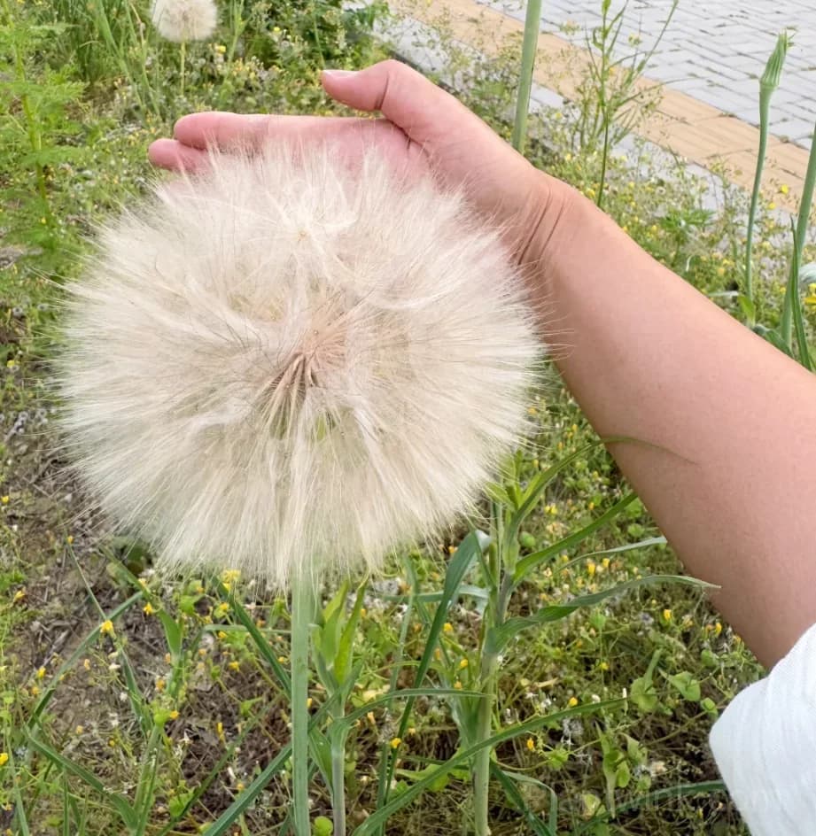 Giant Dandelion Seeds – Large Flower Seeds for Garden, Lawn & Home Growing - Main