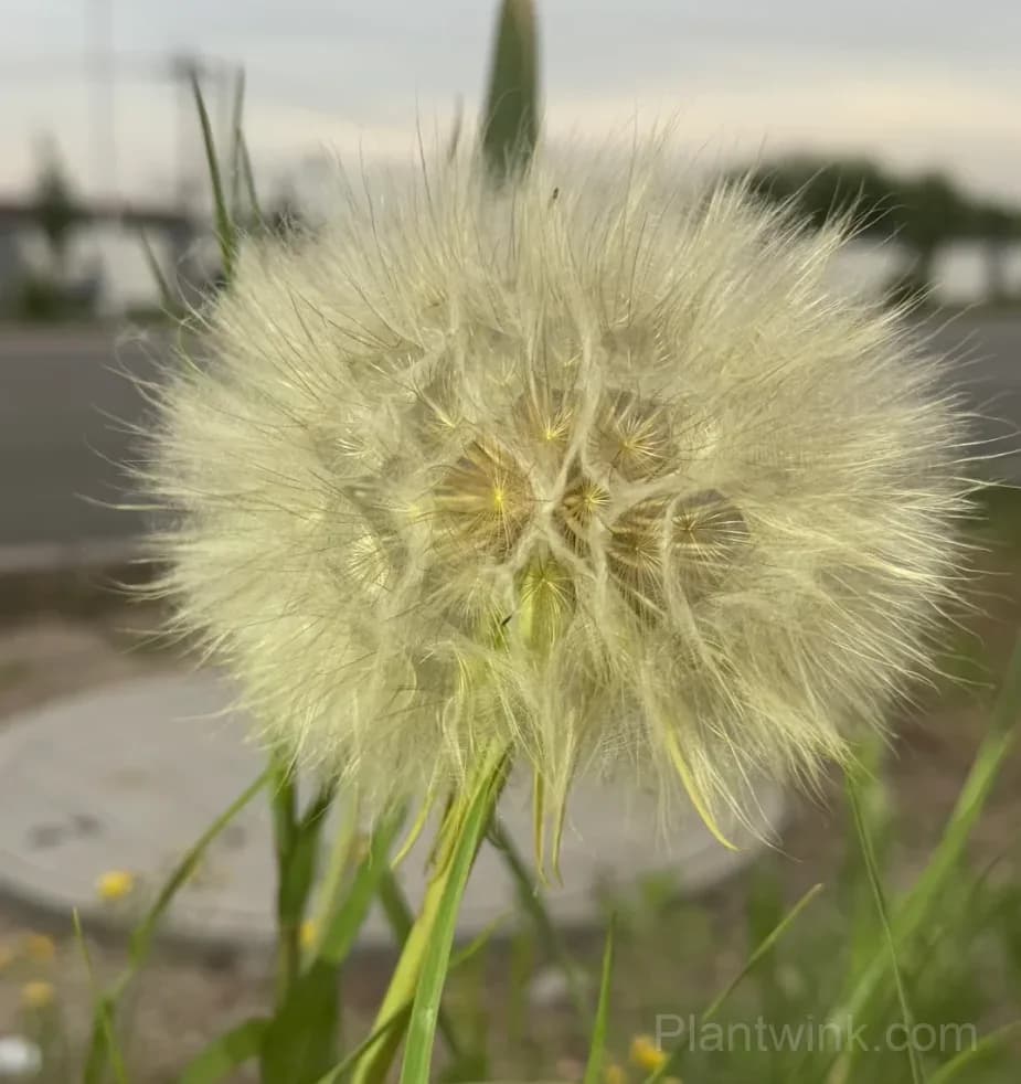 Giant Dandelion Seeds – Large Flower Seeds for Garden, Lawn & Home Growing - Alt