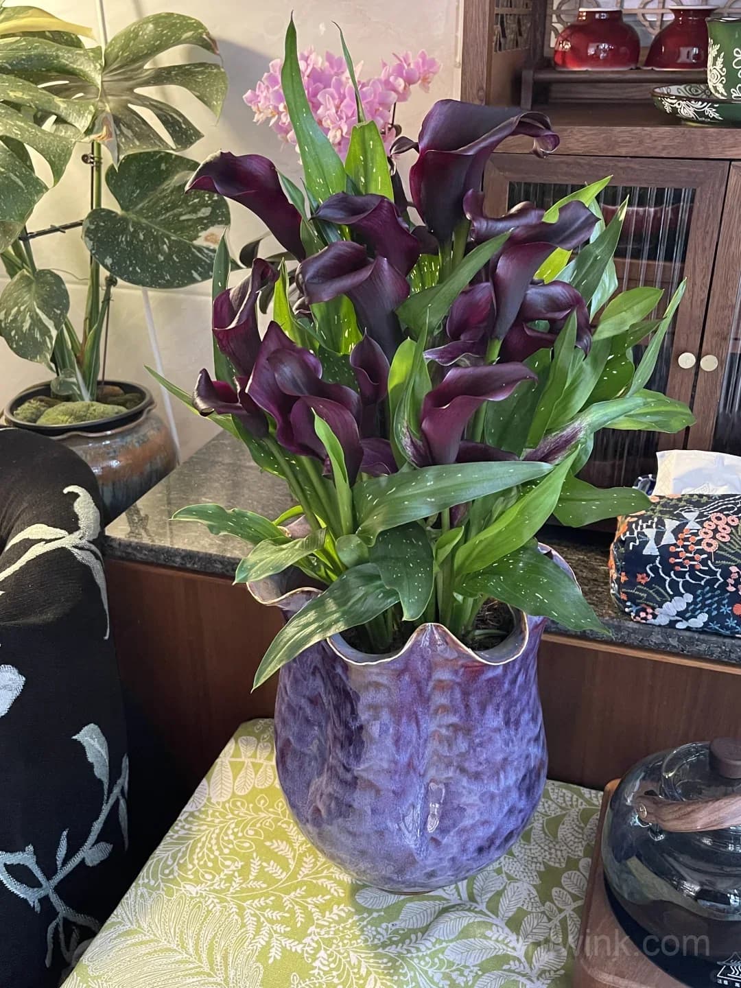 Calla Lily Bulbs – Elegant Trumpet-Shaped Blooms for Garden Beds, Patio Containers & Cut Flower Arrangements - Alt