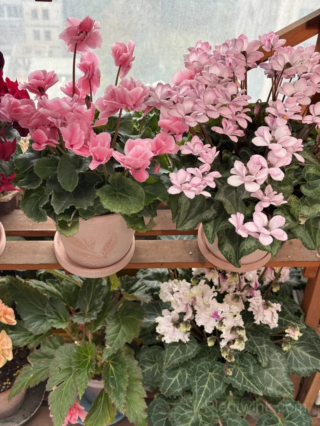 Cyclamen Bulbs– Easy-to-Grow Winter Bloomers for Indoor Pots, Balcony Planters & Holiday Decor - View 9