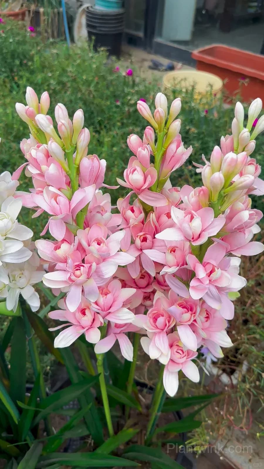 Tuberose Bulbs – Intensely Fragrant White Spikes for Night Gardens, Patio Planters & Perfume-Inspired Bouquets - Main