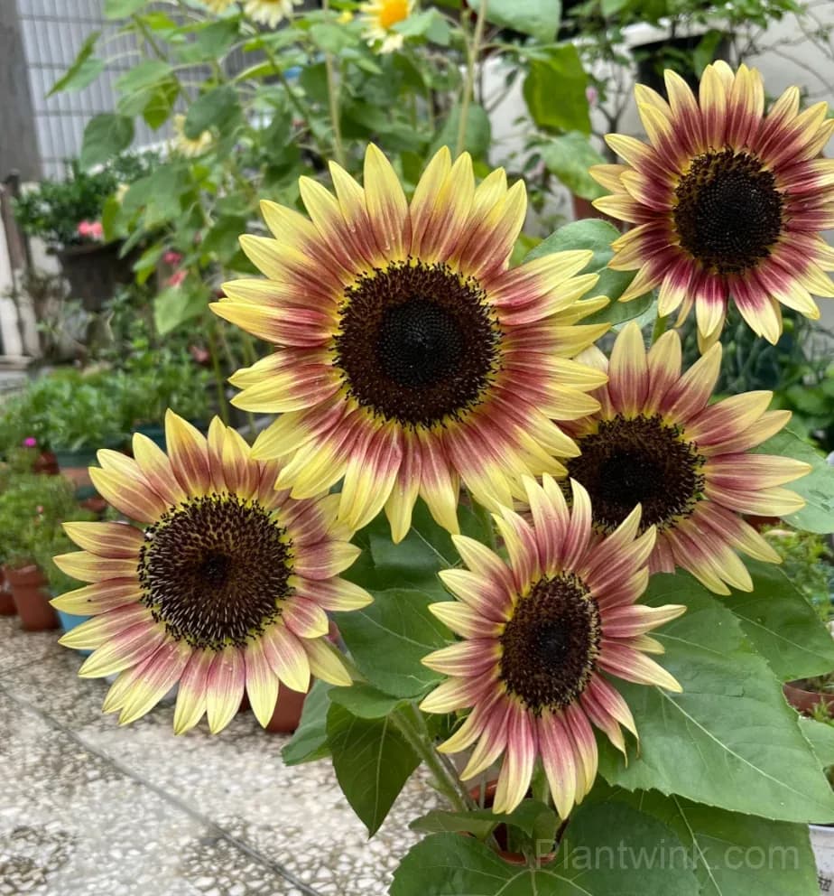 Ruby Sunflower Seeds – Stunning Red Blooms, Easy to Grow & High Germination - Main