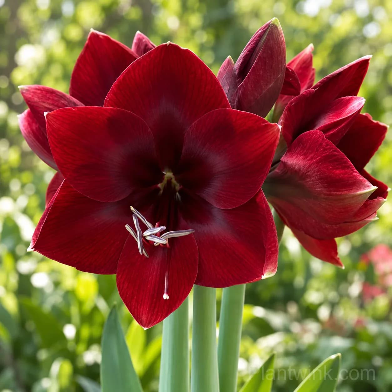 Rare Amaryllis Bulbs – 12 Stunning Varieties in One Complete Collection - View 13