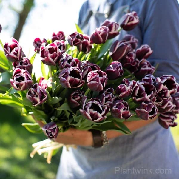 Purple & White Double Tulip Bulbs – Elegant Spring Blooms for Garden & Home - Alt