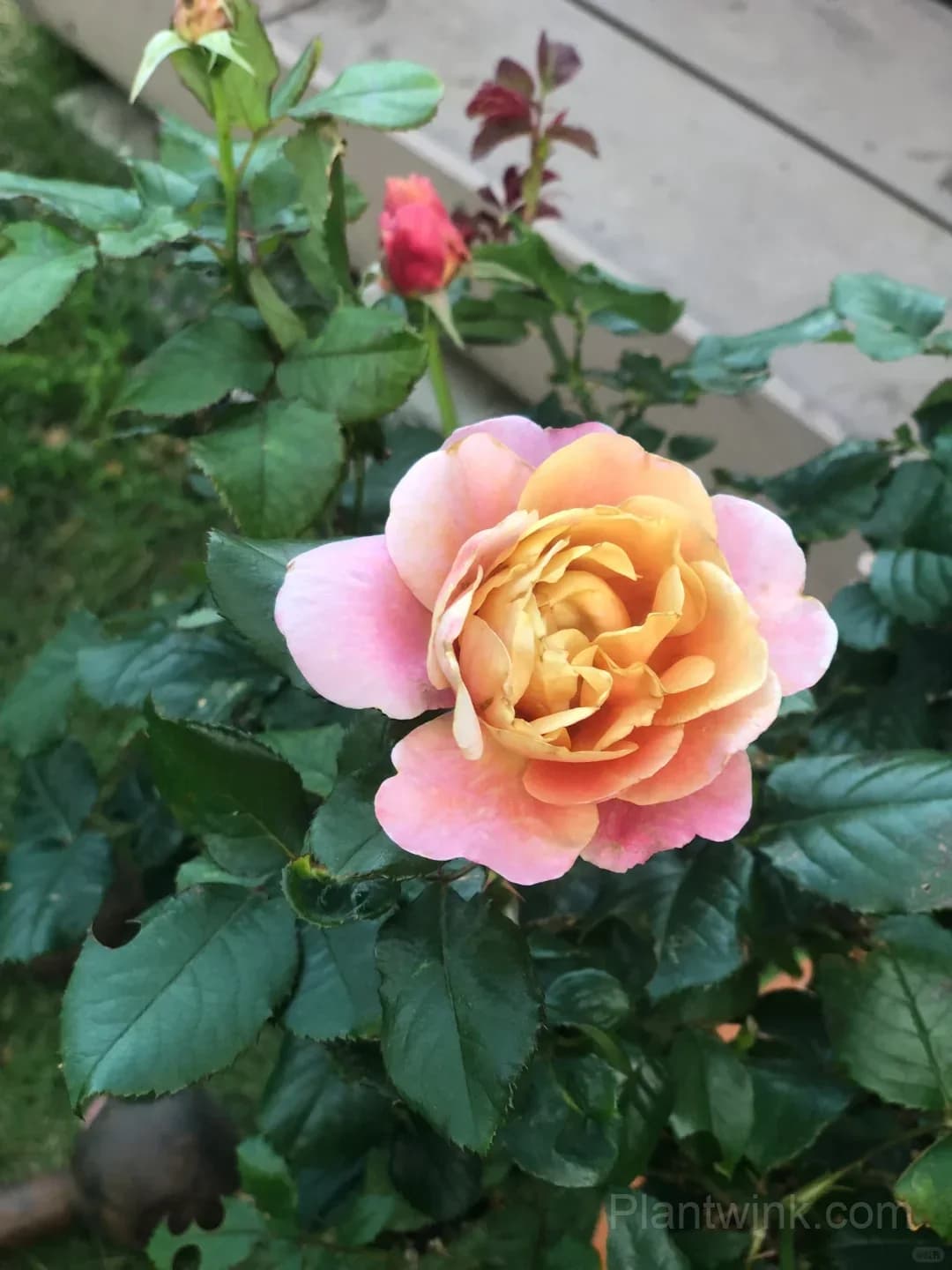 Distant Drums Rose Seeds - Rare Color-Changing Mauve & Bronze Shrub, Strong Myrrh Fragrance - View 2