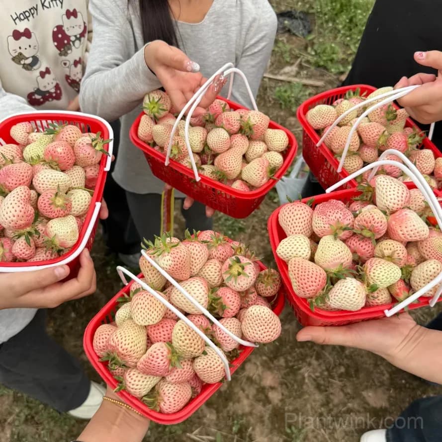 Japanese Awayuki White Strawberry Seeds – Sweet Strawberry Seeds for Home Garden - View 3