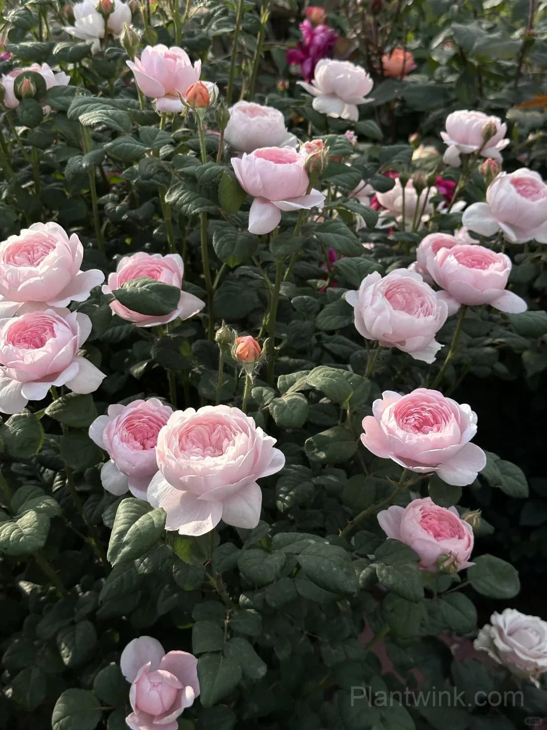 Queen of Sweden Rose Seeds – Soft Pink Roses for Garden, Patio & Home Growing - View 2